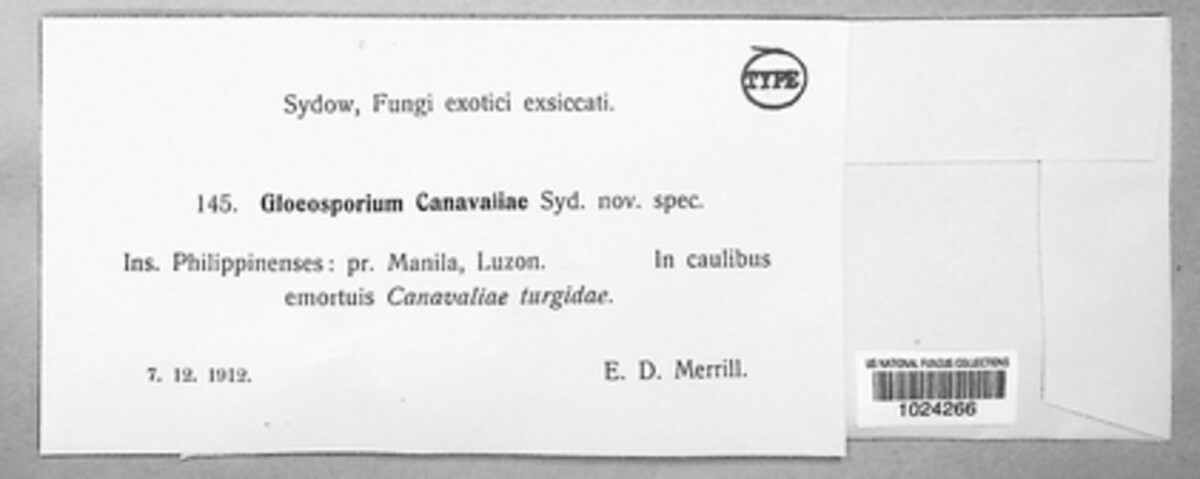 Gloeosporium canavaliae image